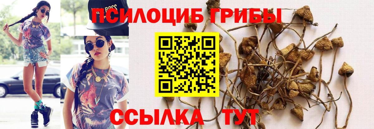 Псилоцибиновые грибы Cubensis Курган
